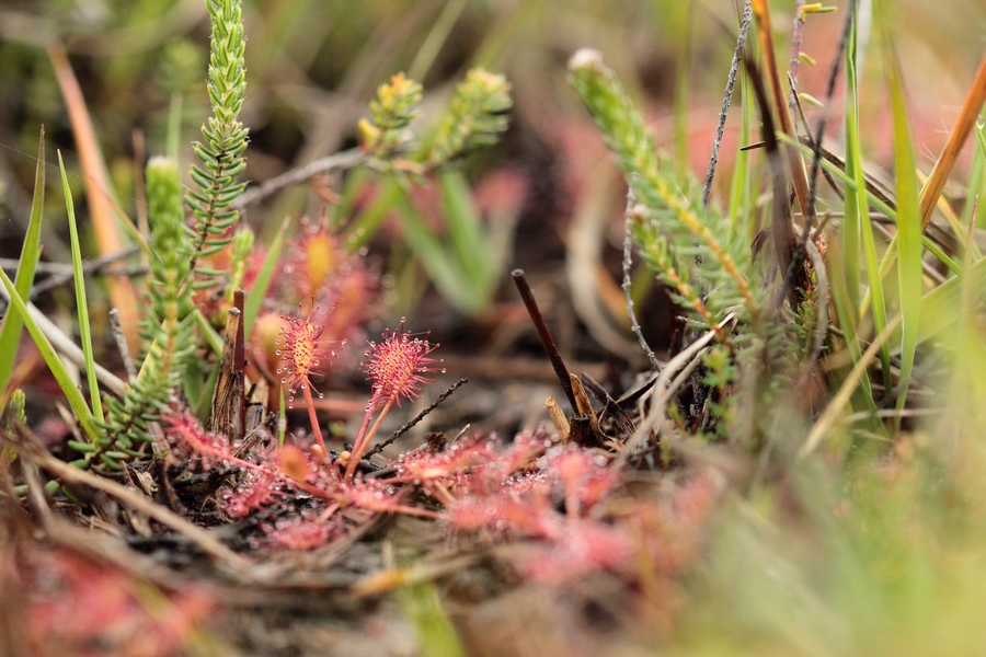 flore drosera intermedia