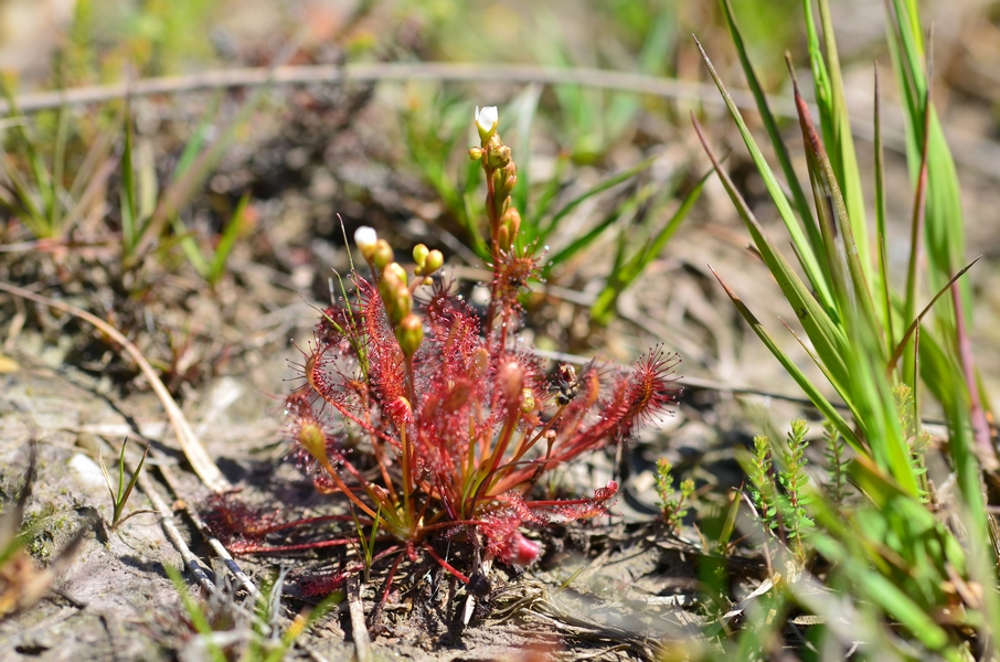 flore drosera intermedia