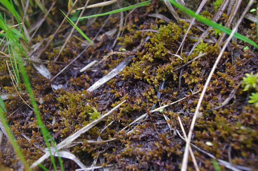 flore sphagnum pylaesii